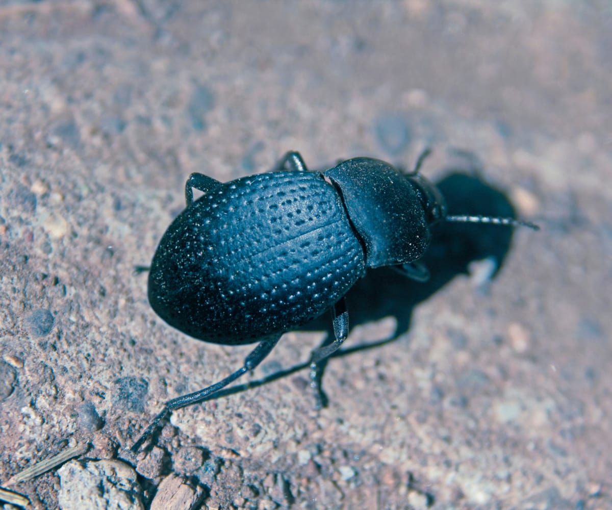 Invasive species darkling beetle